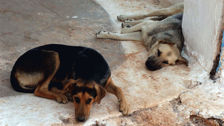 Καλαμάτα: Επίθεση δέχθηκαν φιλόζωοι επειδή τάιζαν αδέσποτα