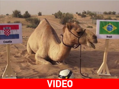 Η καμήλα που προβλέπει τους νικητές στο Μουντιάλ