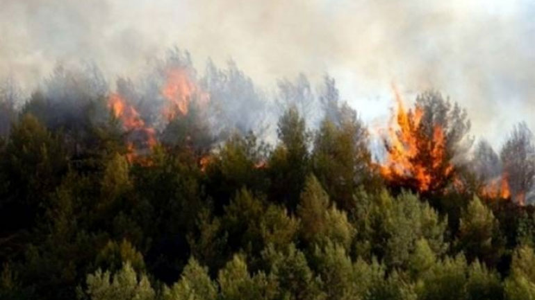 Άραξος: Υπό έλεγχο η φωτιά στην περιοχή της Καλόγριας