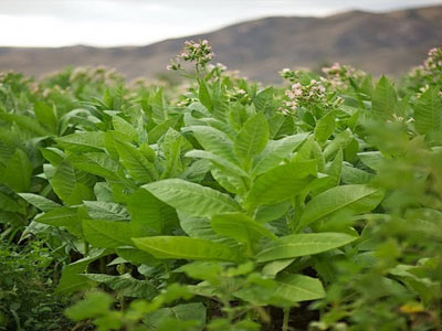 Καρδίτσα: Υπογραφή συμβάσεων για τους δικαιούχους προγραμμάτων για τον καπνό