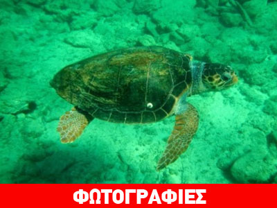 Με αγκίστρια στο λαιμό και τα πόδια βρέθηκε η caretta-carreta της Νάξου