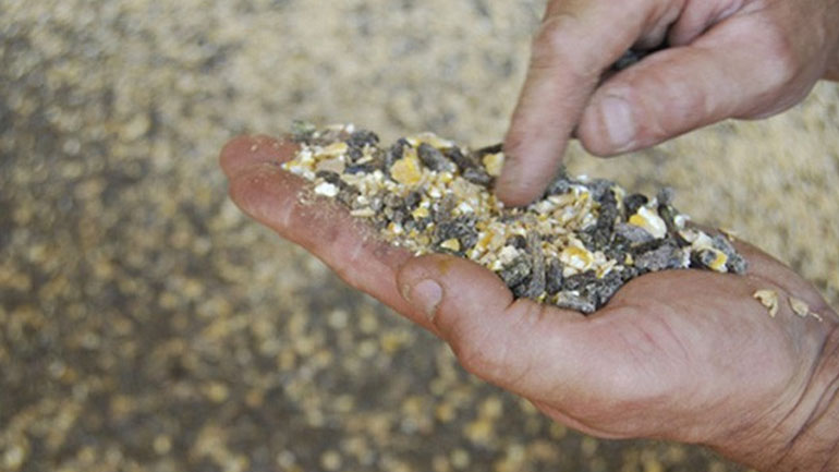 Πειραιάς: Είκοσι τόνοι ακατάλληλης ζωοτροφής πιάστηκαν στο τελωνείο