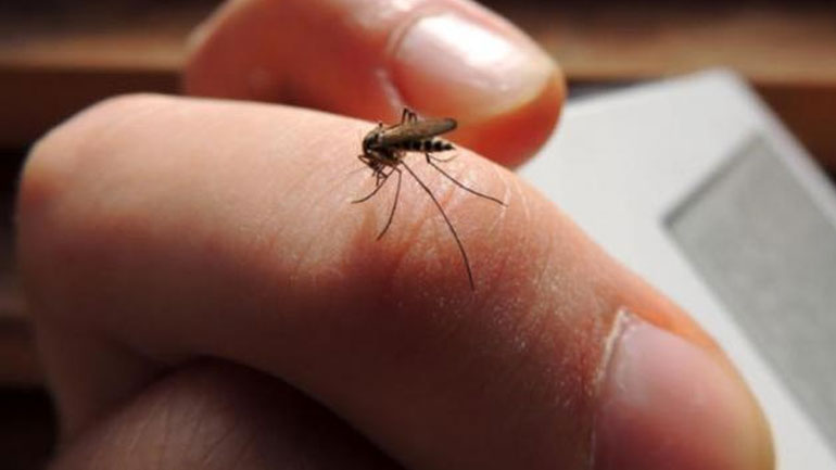 Μαγνησία: Νέο πρόγραμμα στο νομό για τις κουνουποκτονίες