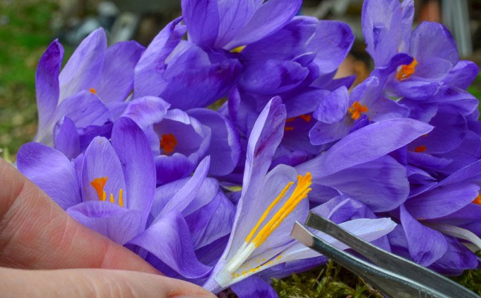 Κρόκος Κοζάνης: Μία νέα έρευνα επιβεβαιώνει την αντιδιαβητική του δράση