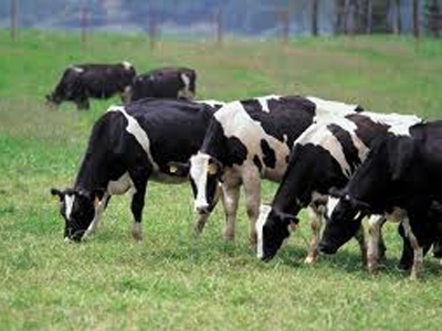 Προβλήματα και προοπτικές στον τομέα της κτηνοτροφίας