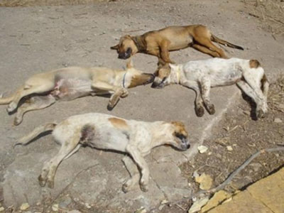 Στυλίδα: Δηλητηρίασαν έξι αδέσποτα