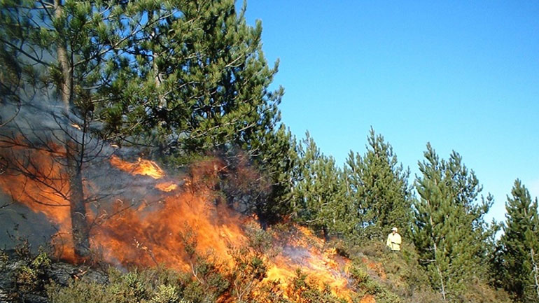 Υπό έλεγχο η φωτιά στην Κυπαρισσία