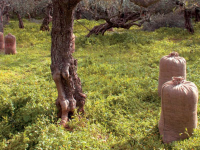 Ηλεία: Μάστιγα οι κλοπές στα λιοστάσια