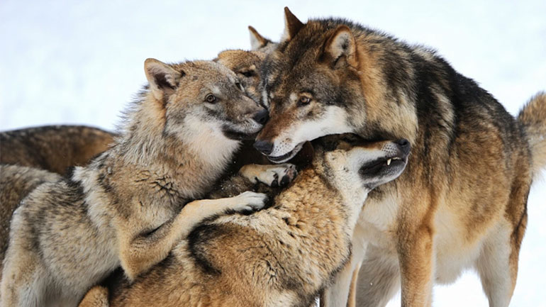 Ήπειρος: Αυξήθηκαν οι επιθέσεις λύκων σε κοπάδια