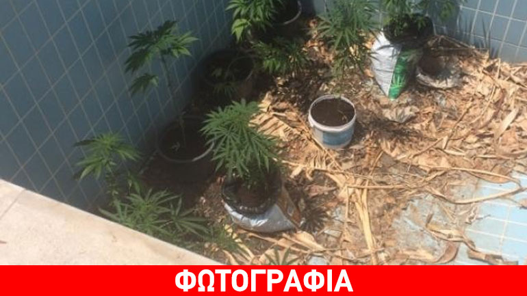Μάνη: Είχε φυτέψει δενδρύλλια κάνναβης σε πισίνα
