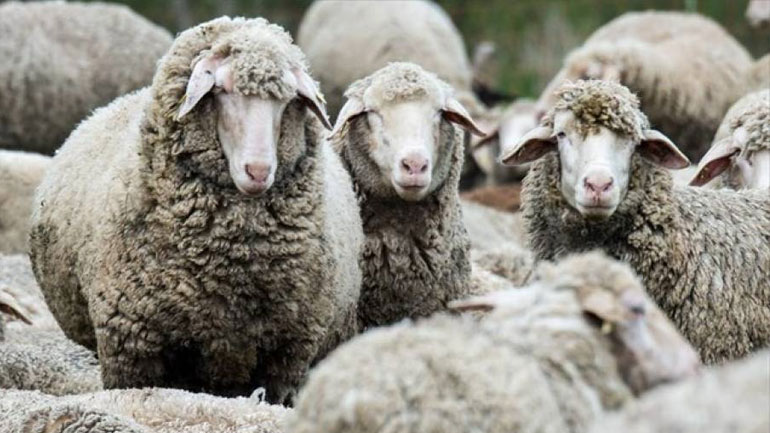 Σε πλήρη εφαρμογή ο θεσμός του κτηνιάτρου εκτροφής στο Πρόγραμμα Ελέγχου του μελιταίου πυρετού