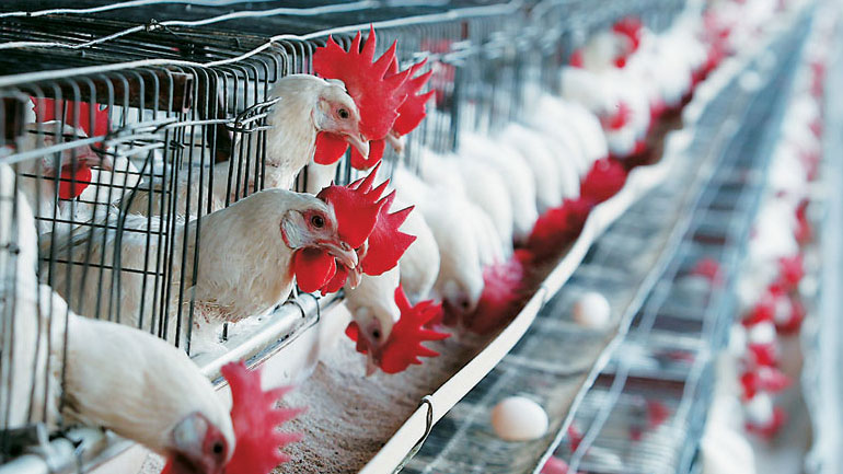 Δεσμεύτηκαν 40 κιλά πουλερικών στη Νίκαια