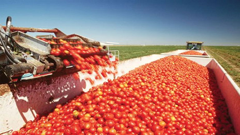 Ξάνθη: Στα αζήτητα η βιομηχανική ντομάτα