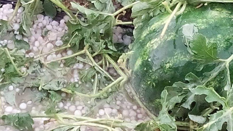 Ηλεία: Αποζημιώσεις για τους πληγέντες αγρότες ζητά η ΟΑΣΗ