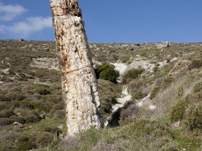 Το Απολιθωμένο Δάσος Λέσβου στον κατάλογο των Μνημείων Παγκόσμιας Κληρονομιάς της UNESCO