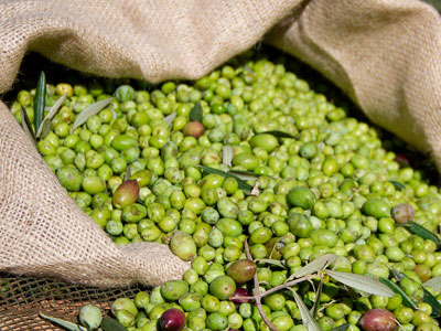 Ηλεία: Μάζεψε τις «ξένες» ελιές