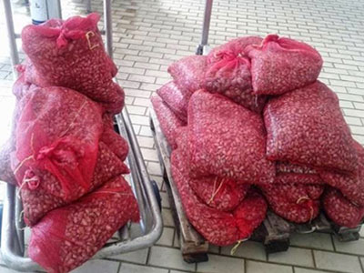 Κουβαλούσε 1,3 τόνους παράνομα όστρακα στην Αλεξανδρούπολη