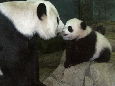 Γεννήθηκε πάντα στον ζωολογικό κήπο της Ουάσινγκτον