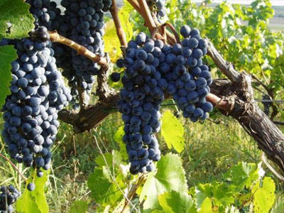 Όψιμος και με προβλήματα ο φετινός τρύγος – η κατάσταση σε όλη τη χώρα