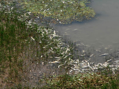 Γέμισε νεκρά ψάρια ο Πηνειός