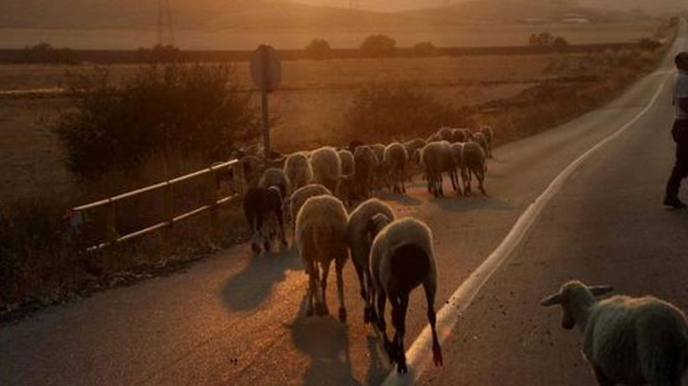 Κοζάνη: Αυτοκίνητο τράκαρε με πρόβατα στην Εθνική Οδό