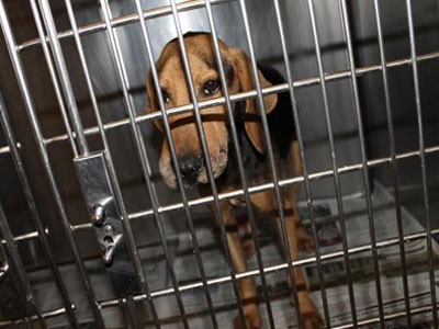 Ασυνείδητοι κρέμασαν σκύλο πάνω σε δέντρο