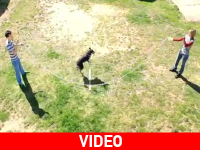 Σκύλος πηδάει διπλό σχοινάκι!