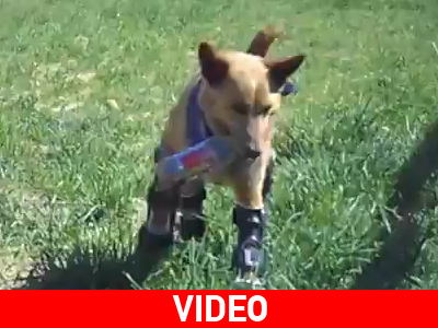 Το πρώτο σκυλί με τέσσερα προσθετικά πόδια!