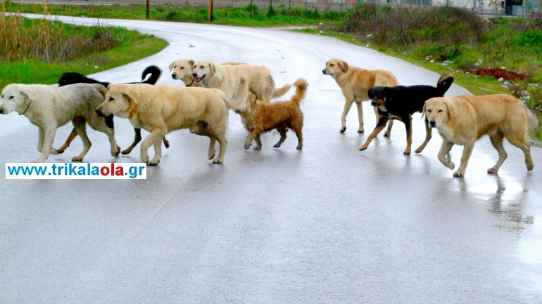 Στο νοσοκομείο Τρικάλων δύο άτομα από επίθεση αδέσποτων