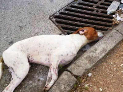 Ηλεία: Σκόρπισαν θλίψη σκοτώνοντας αδέσποτα με φόλα