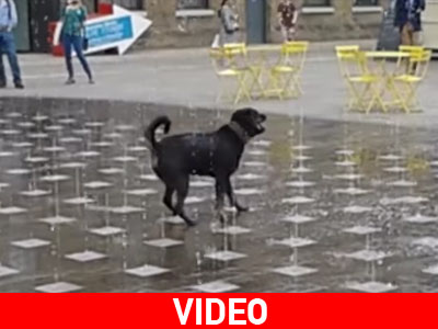 Μαθήματα ευτυχίας από ένα σκύλο