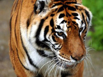 Πέθανε τίγρης στο Ζωολογικό Κήπο Τρικάλων