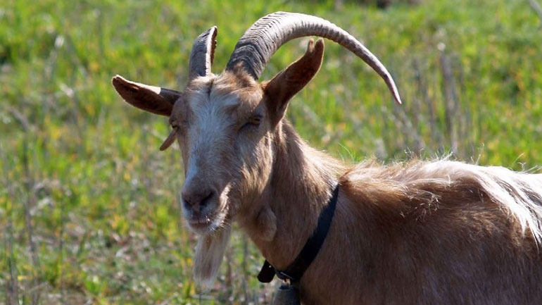 Ρόδος: Μια ολόκληρη οικογένεια στο εδώλιο για ζωοκτονία