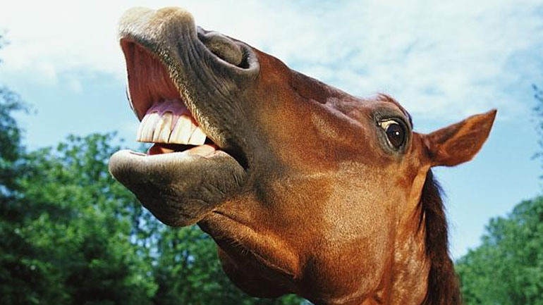 Ηράκλειο: Απίστευτο τροχαίο ατύχημα με θύμα ένα… άλογο!