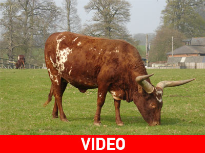 Κοζάνη: Ταύρος επιτέθηκε σε κτηνοτρόφο και του έσπασε το χέρι