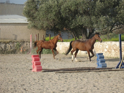Το ΣτΕ έκρινε παράνομη την ανέγερση Ιππικής Ακαδημίας στο Κορωπί