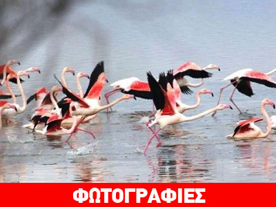 Τα εντυπωσιακά φλαμίνγκο της λίμνης Βιστωνίδας