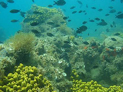 Για πρώτη φορά ξεκινά η χαρτογράφηση της ελληνικής θαλάσσιας βλάστησης