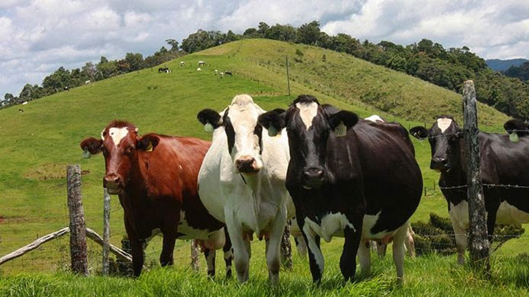 Ύποπτα κρούσματα οζώδους δερματίτιδας στον Έβρο