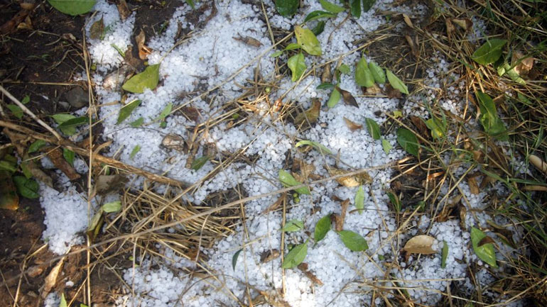 Πρόσκληση στους παραγωγούς για υποβολή δηλώσεων λόγω χαλαζόπτωσης
