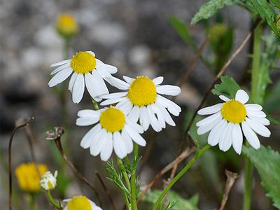 Μάσκες με χαμομήλι για πρησμένα μάτια