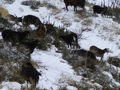 Χανιά: Ανακοίνωση για παραγωγούς που επλήγησαν από τις χιονοπτώσεις