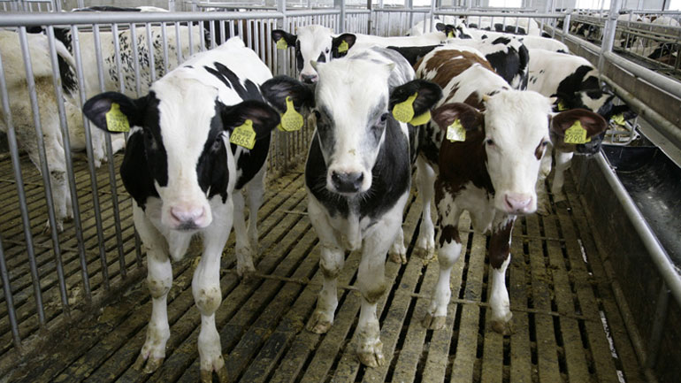 Θράκη: Πρόβλημα με ζωοκλοπές αντιμετωπίζουν οι κτηνοτρόφοι στις Φέρες