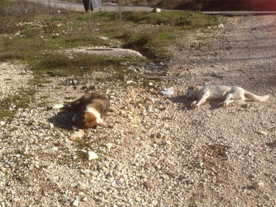 Ιωάννινα: Αποτροπιασμός από τη μαζική δηλητηρίαση ζώων