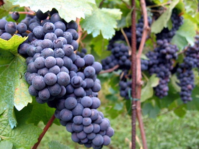 Κατέστρεψε αμπέλι της οικογένειας «Μπουτάρη»