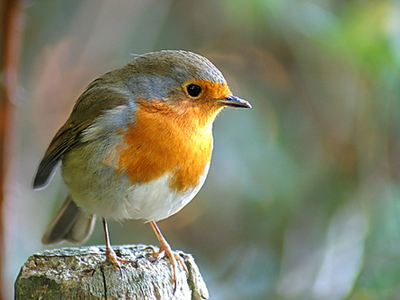Ένα πουλάκι στη Βουλή
