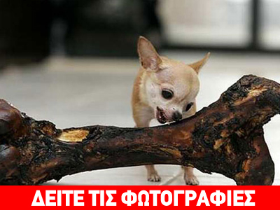 Το μικρότερο σκυλάκι στον κόσμο!