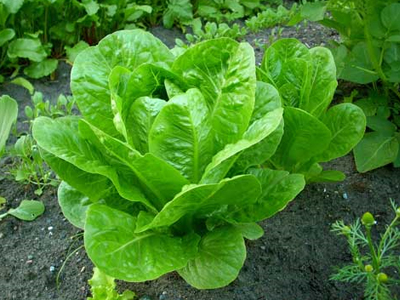 Έστειλε για μαρούλια τον πρώην πρωθυπουργό