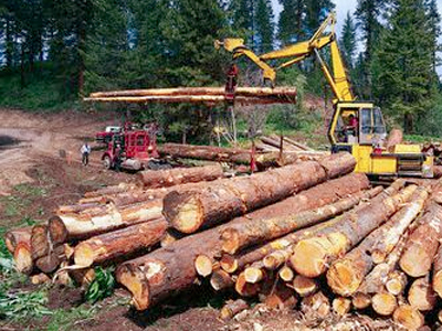 «Μάστιγα» η παράνομη υλοτομία