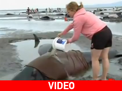 Ν. Ζηλανδία: 99 φάλαινες «ξεβράστηκαν» στη στεριά Ν. Ζηλανδία: 99 φάλαινες «ξεβράστηκαν» στη στεριά